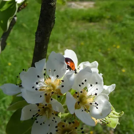 Bed & Breakfast La Gaggiaspina 3*