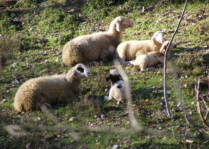 La Gaggiaspina ノチェーラ・ウンブラ